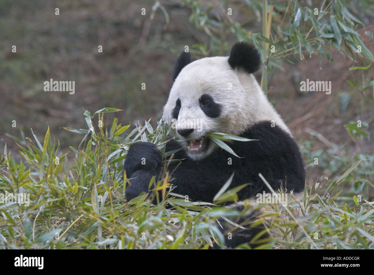L'alimentation du panda géant de Wolong Chine bambou Banque D'Images