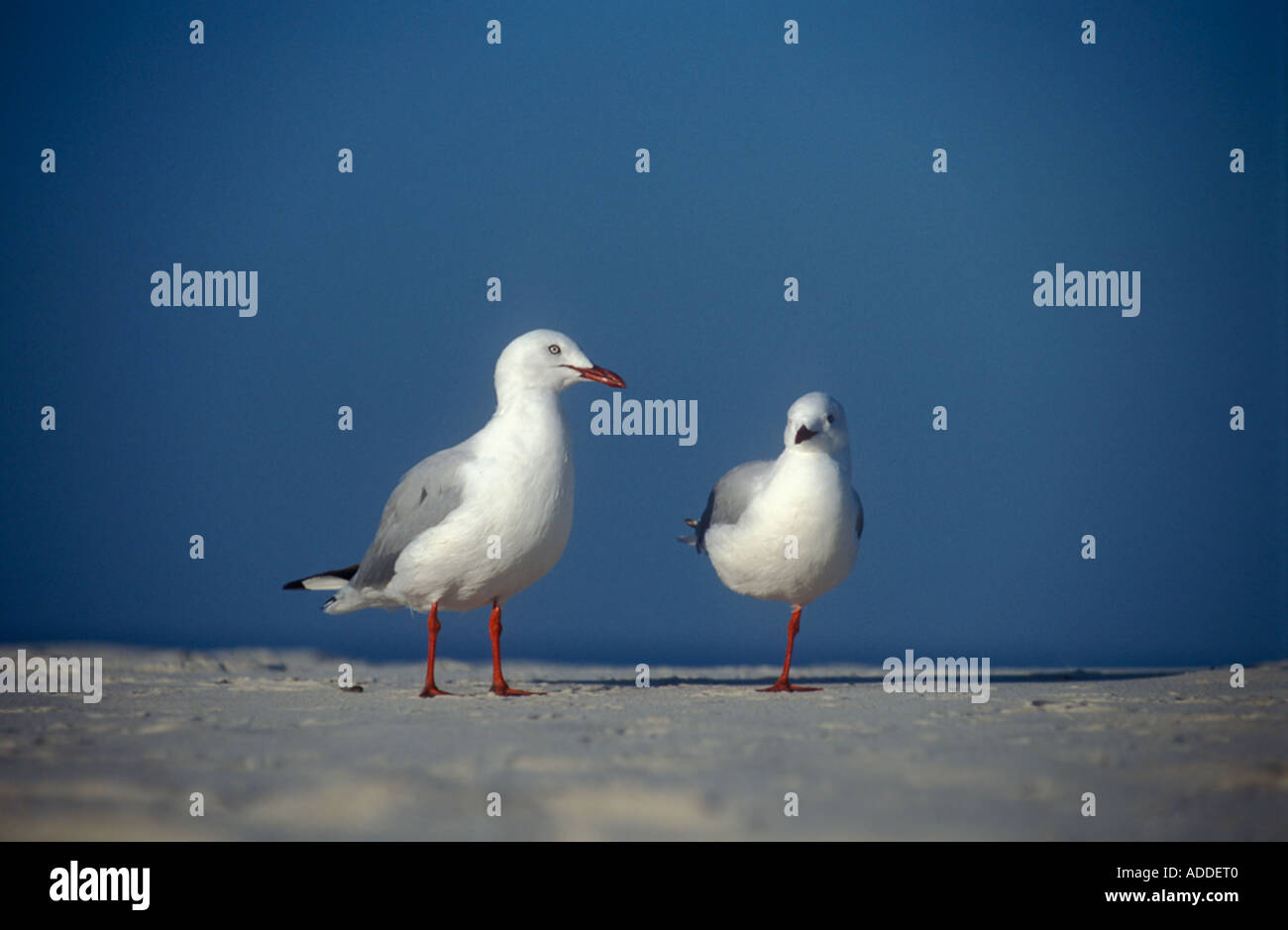 Deux mouettes , , , Australie Banque D'Images