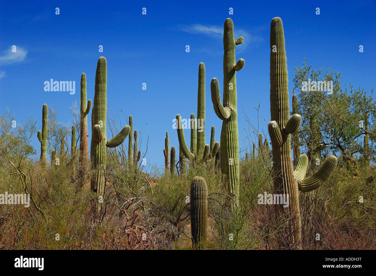 Vue générale d'un grand nombre à Cactii Saguaro Saguaro National Park, près de Tucson, Arizona USA Banque D'Images