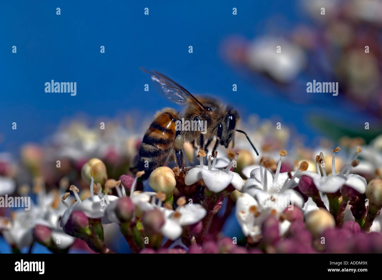 L'abeille Apis mellifera européenne la collecte de nectar Banque D'Images
