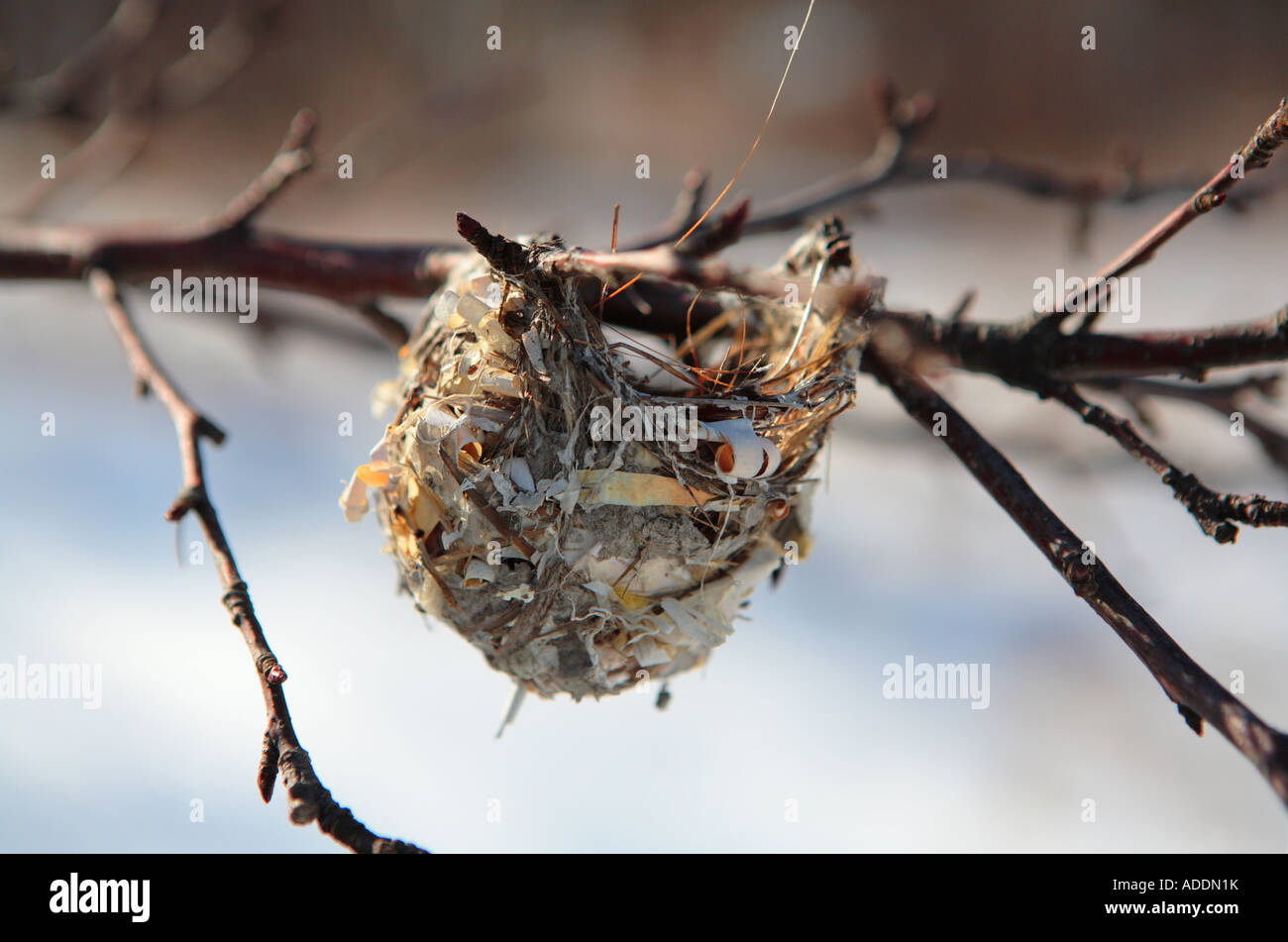 Bird s nest vide en hiver rock island state park au Wisconsin Banque D'Images