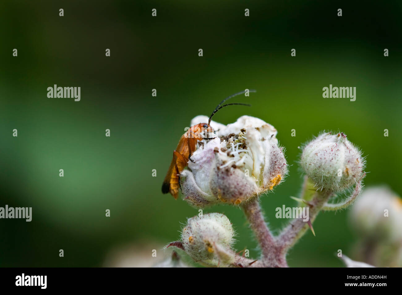 Soldat beetle sur blackberry blossom Banque D'Images