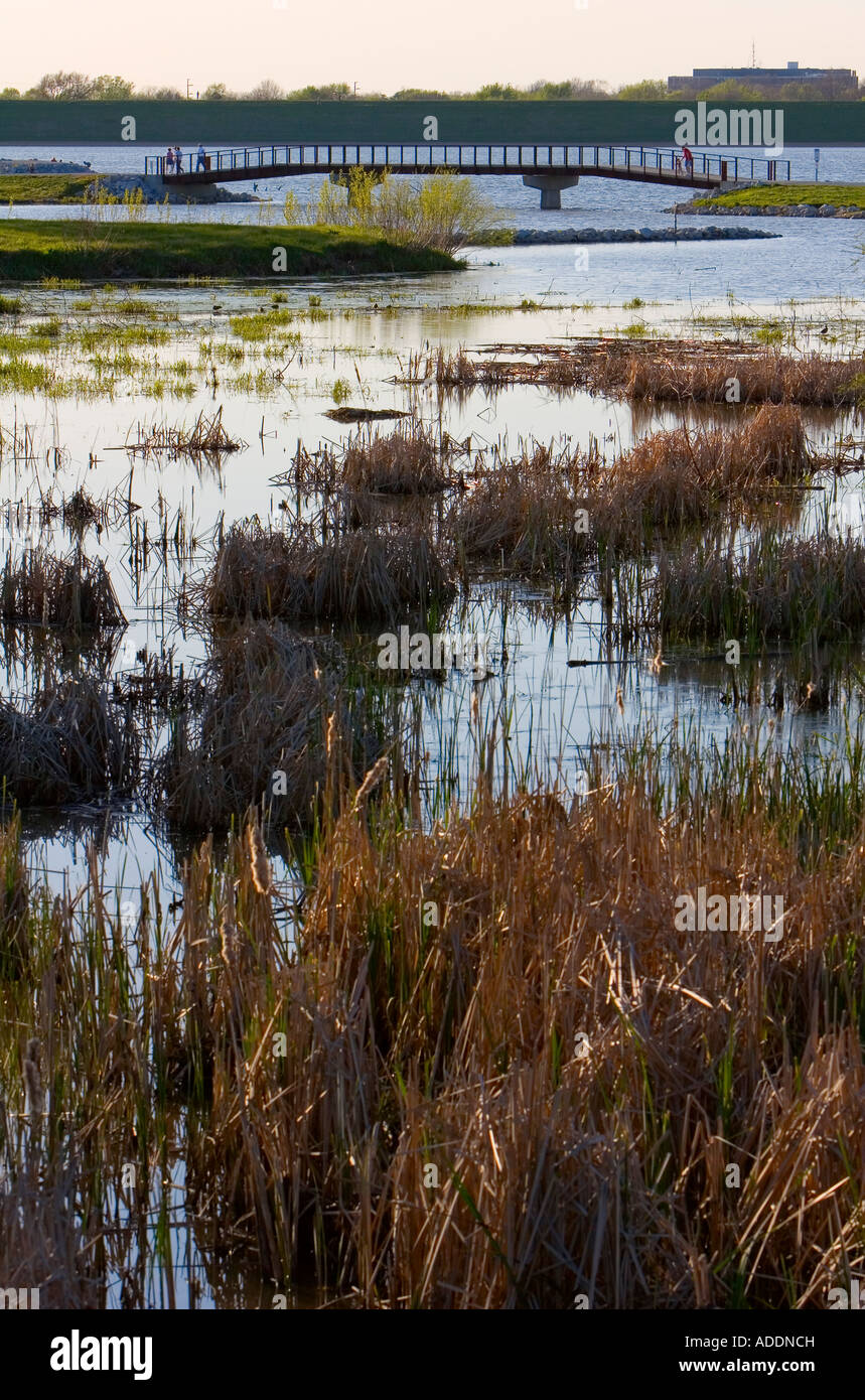 Roseaux des zones humides à Holmes Lake à Lincoln, Nebraska, USA. Banque D'Images