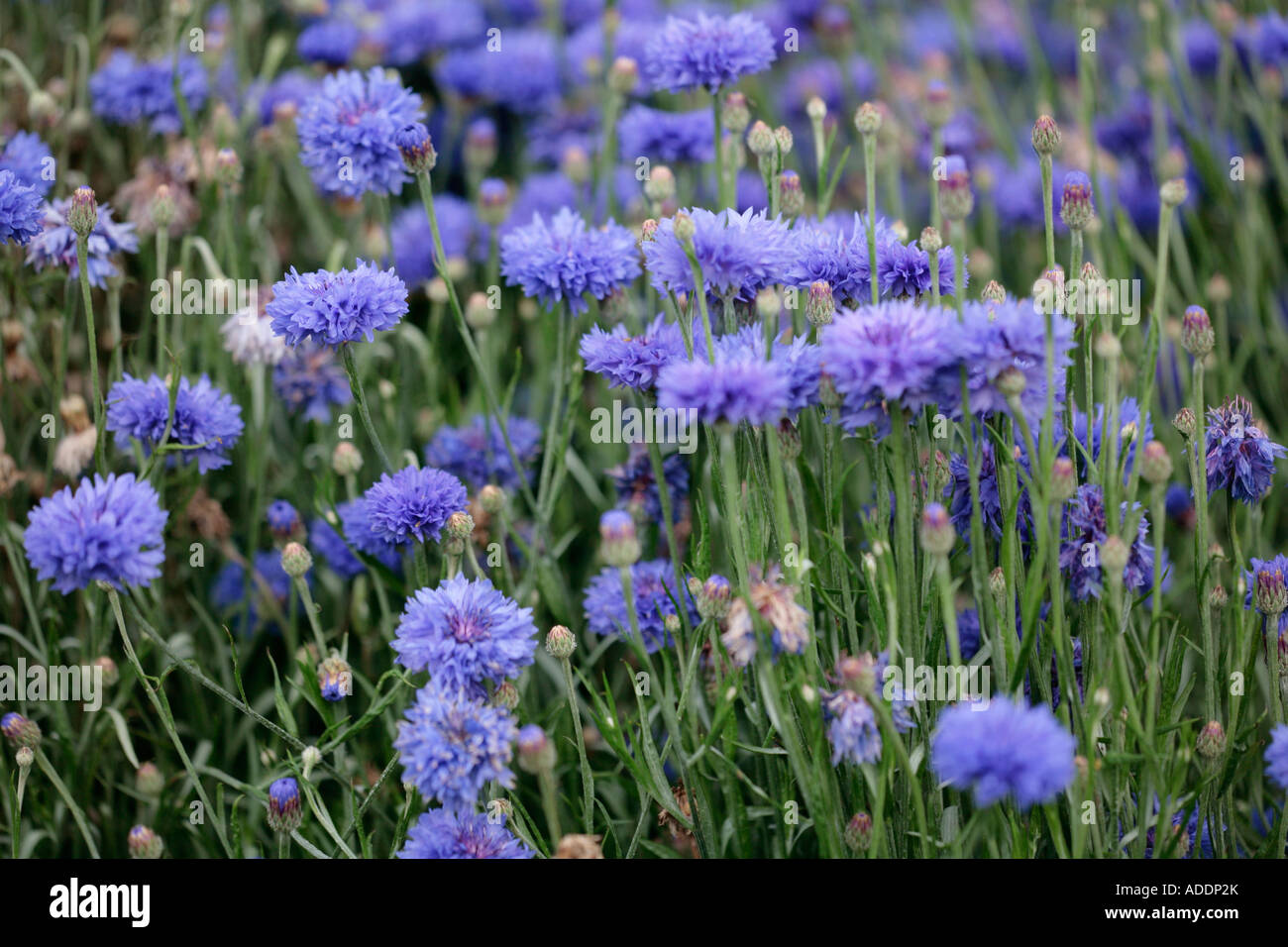Patch de fleurs de maïs bleues (Centaurea cyanus) en fleur en été Banque D'Images