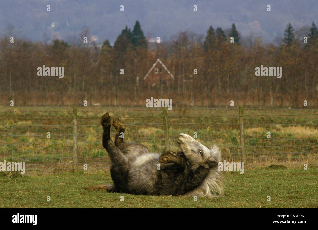 Eriskay poney Celtic race rare des Hébrides extérieures Écosse HOMER SYKES Banque D'Images