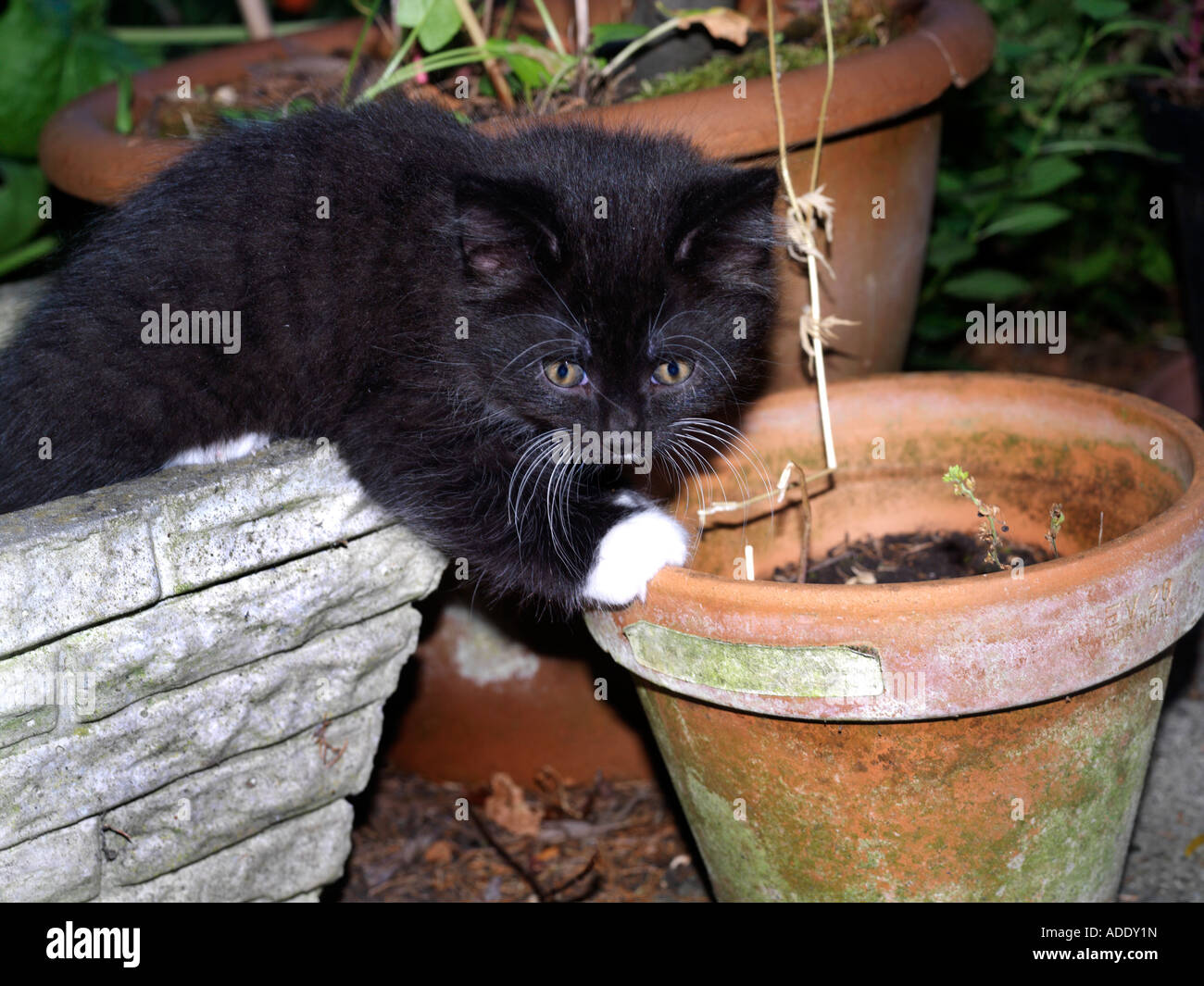 Chaton noir et blanc dans le jardin Banque D'Images
