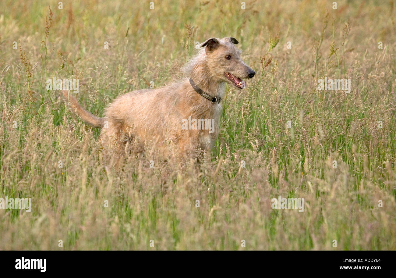 CHIEN LURCHER Banque D'Images