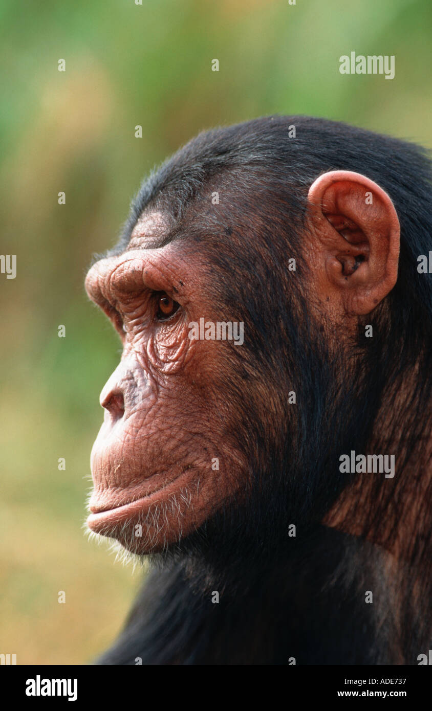 Pan troglodytes chimpanzé mâle adulte, l'ouest de l'Afrique Centrale Banque D'Images