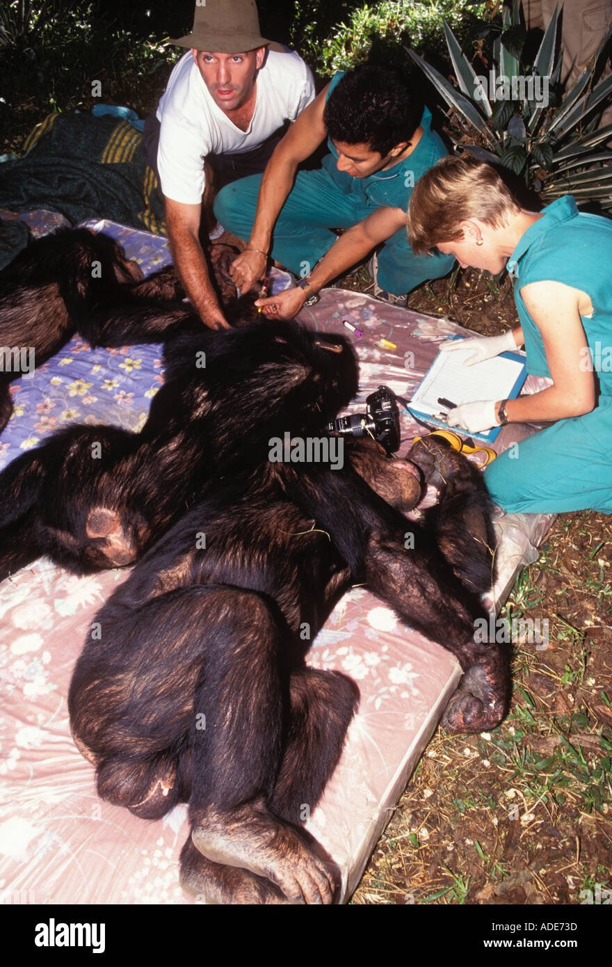Pan troglodytes chimpanzé chimpanzé anesthésiés examen vétérinaire et la préparation pour la translocation Chimfunshi Chimpanzee Banque D'Images