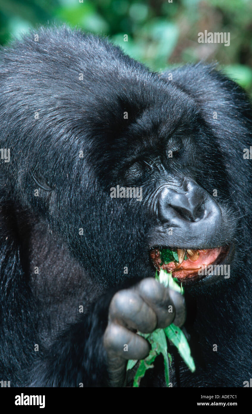 Mountain Gorilla gorilla gorilla beringei quitte les tiges et les fruits sont le principe de distribution des aliments en voie de disparition Le Rwanda Uga Banque D'Images Mountain Gorilla gorilla gorilla beringei quitte les tiges et les fruits sont le principe de distribution des aliments en voie de disparition Le Rwanda Uga Banque D'Images