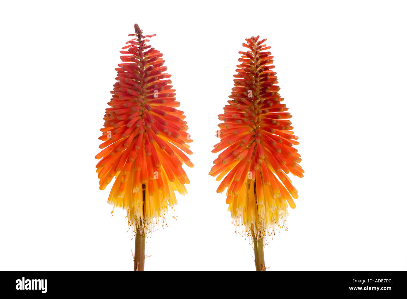 Photographie de stock Kniphofia fleurs. DSC 9330 Banque D'Images