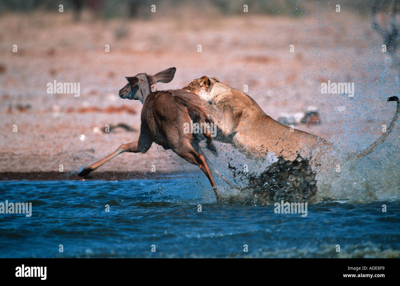 Panthera leo Lion Lionne attaquant tuant kudu N P d'Etosha Namibie Afrique sub-saharienne Banque D'Images