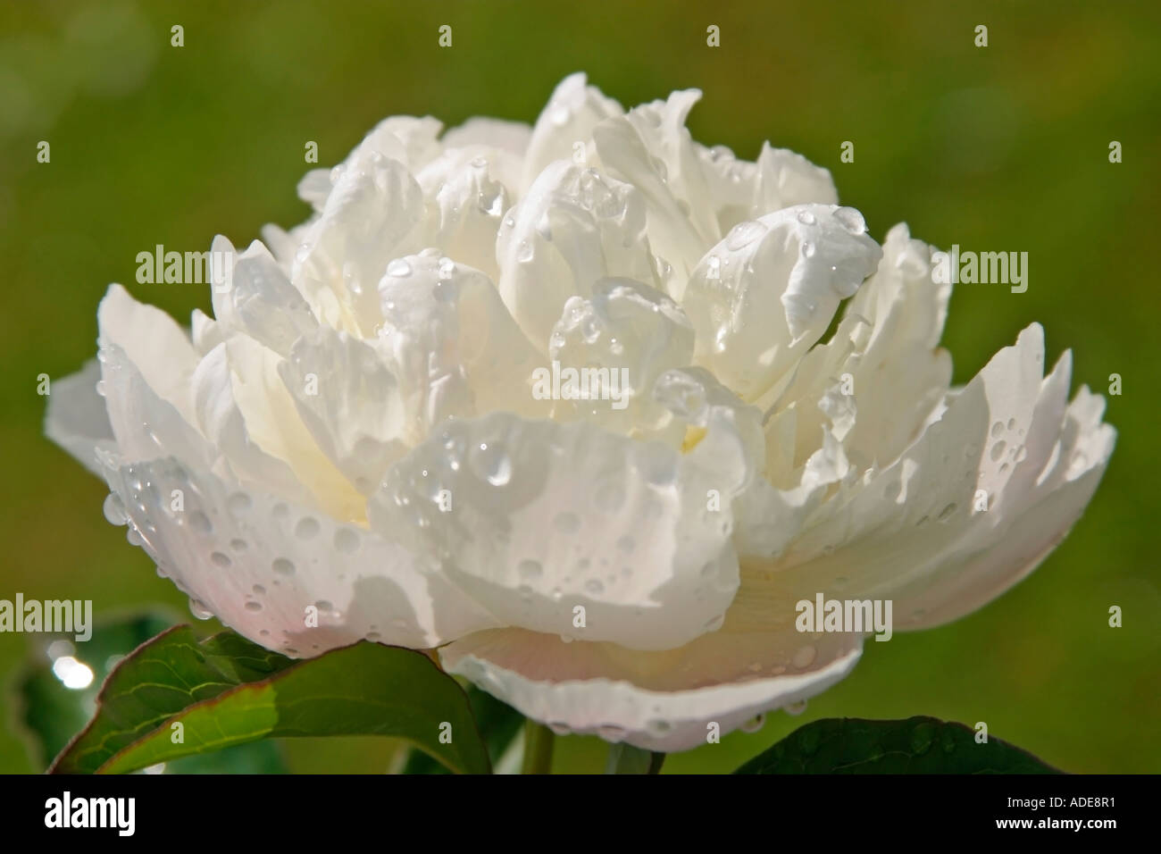 Pivoine blanche 'Sarah Bernhardt' (Paeonia lactiflora) après la pluie douche Banque D'Images