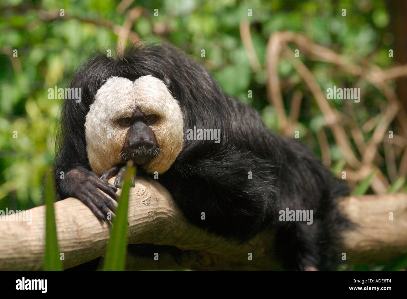 Un seul mâle adulte singe Saki à face blanche (Pithecia pithecia) couché on tree branch Banque D'Images