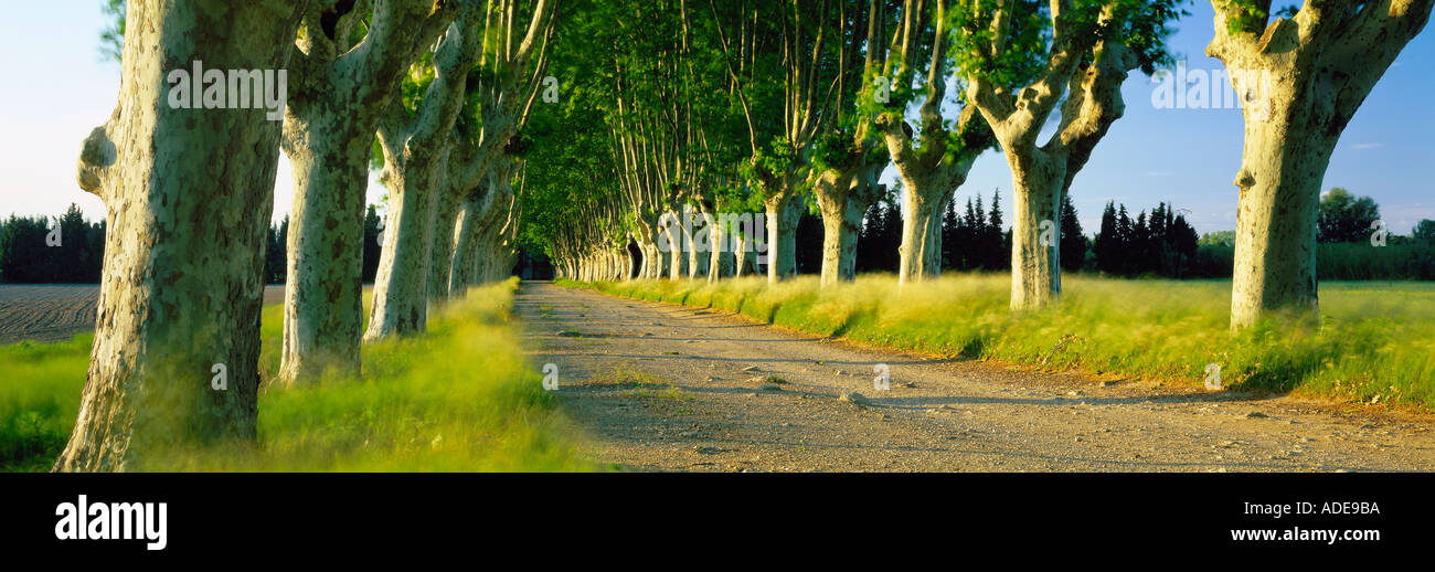 Avenue d'arbres nr St Remy de Provence Provence France Banque D'Images