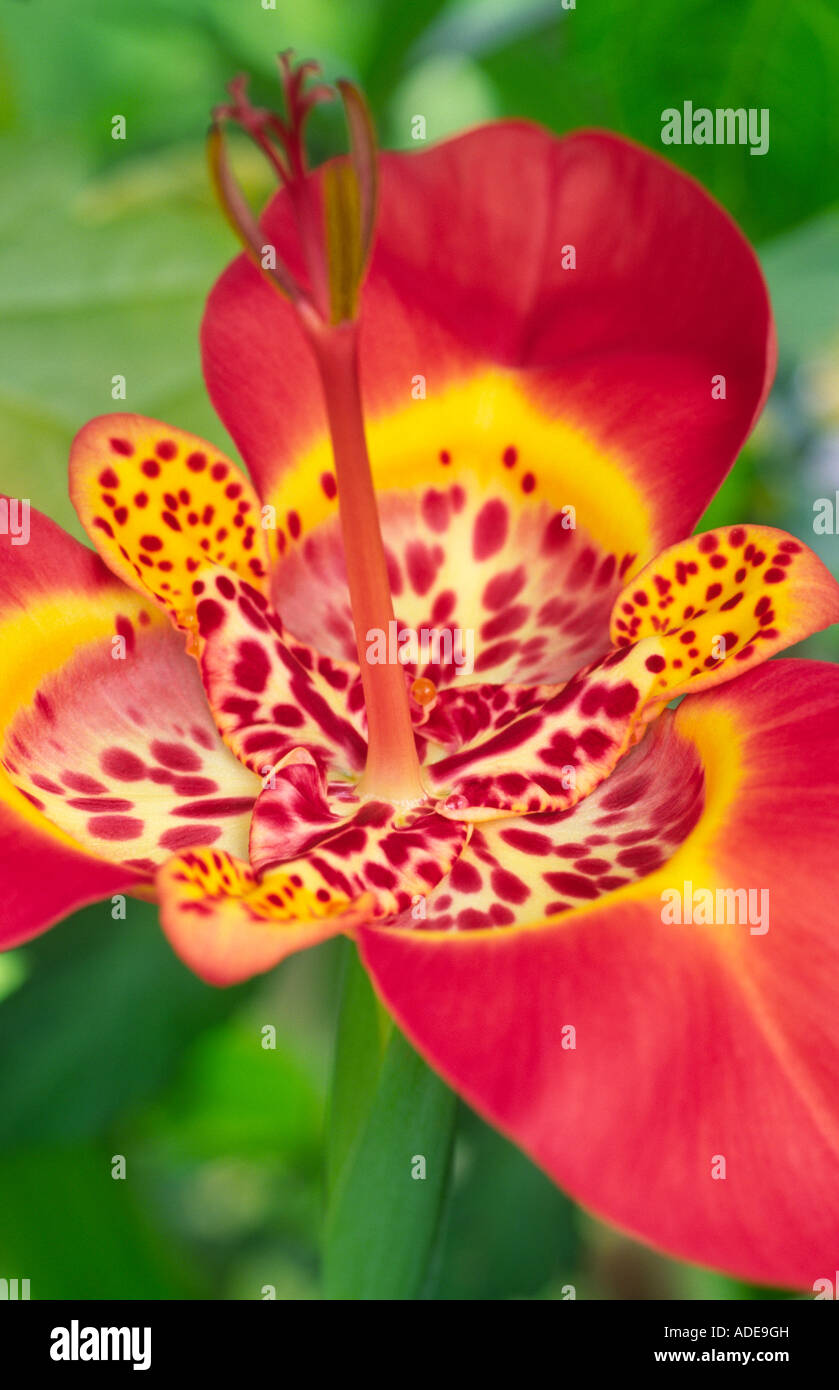 Fleurs Exotiques Buddleja Iridaceae Iris Fleur Tigre Comme