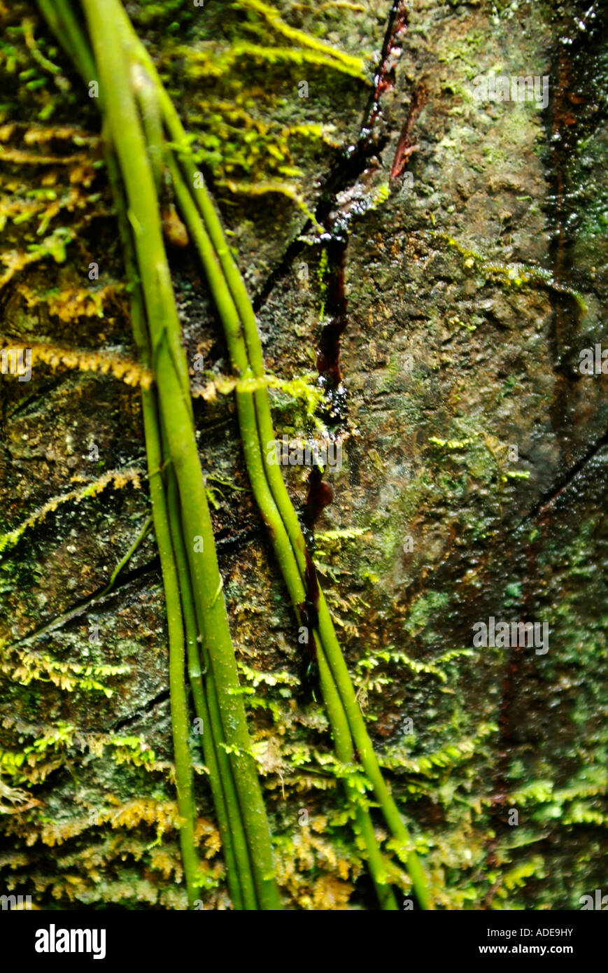 Pénicilline naturelle Sang du Dragon tree Daemenorops draco, Equateur Banque D'Images