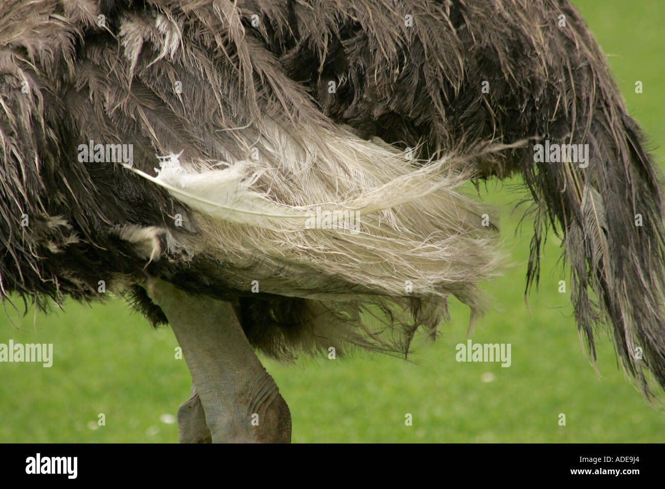 Autruche commune (Struthio camelus) plumes Banque D'Images