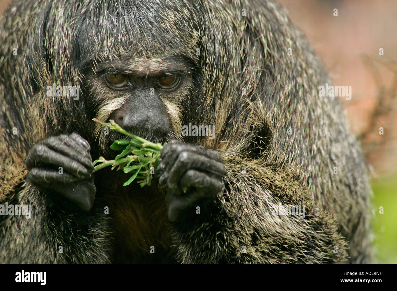 Une seule femelle adulte singe Saki à face blanche (Pithecia pithecia) manger les feuilles Banque D'Images