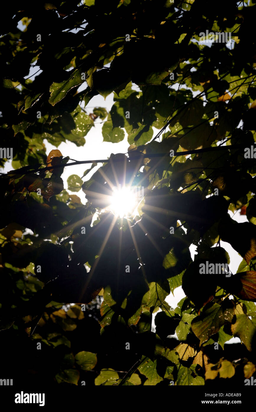 Soleil d'automne à travers feuilles Burford Oxford UK Banque D'Images