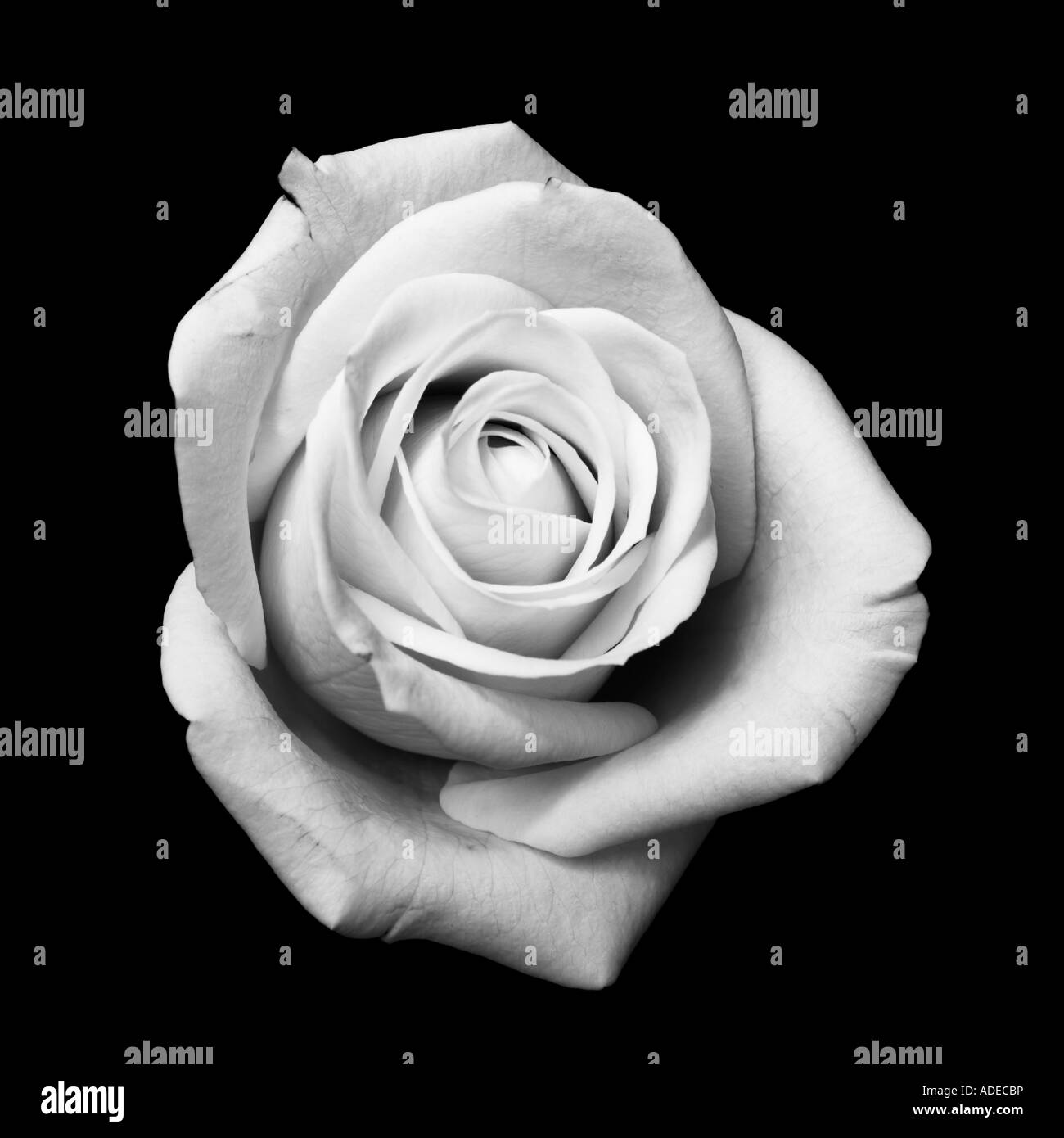 Rose blanche en monochrome isolé sur un fond noir Banque D'Images