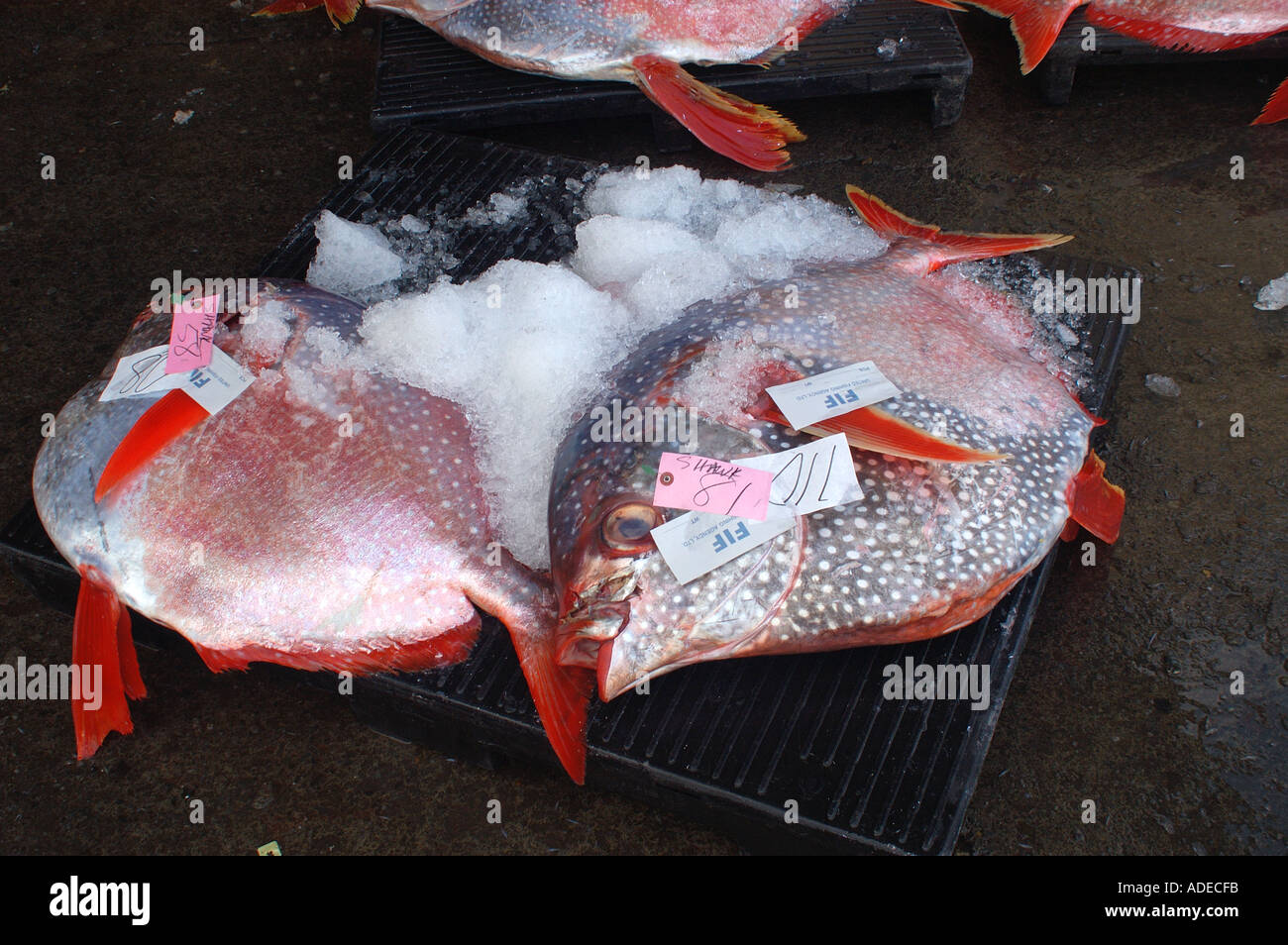 Vente aux enchères du poisson à l'Opah Lampris regius Honolulu Oahu Hawaii Pacific N Banque D'Images
