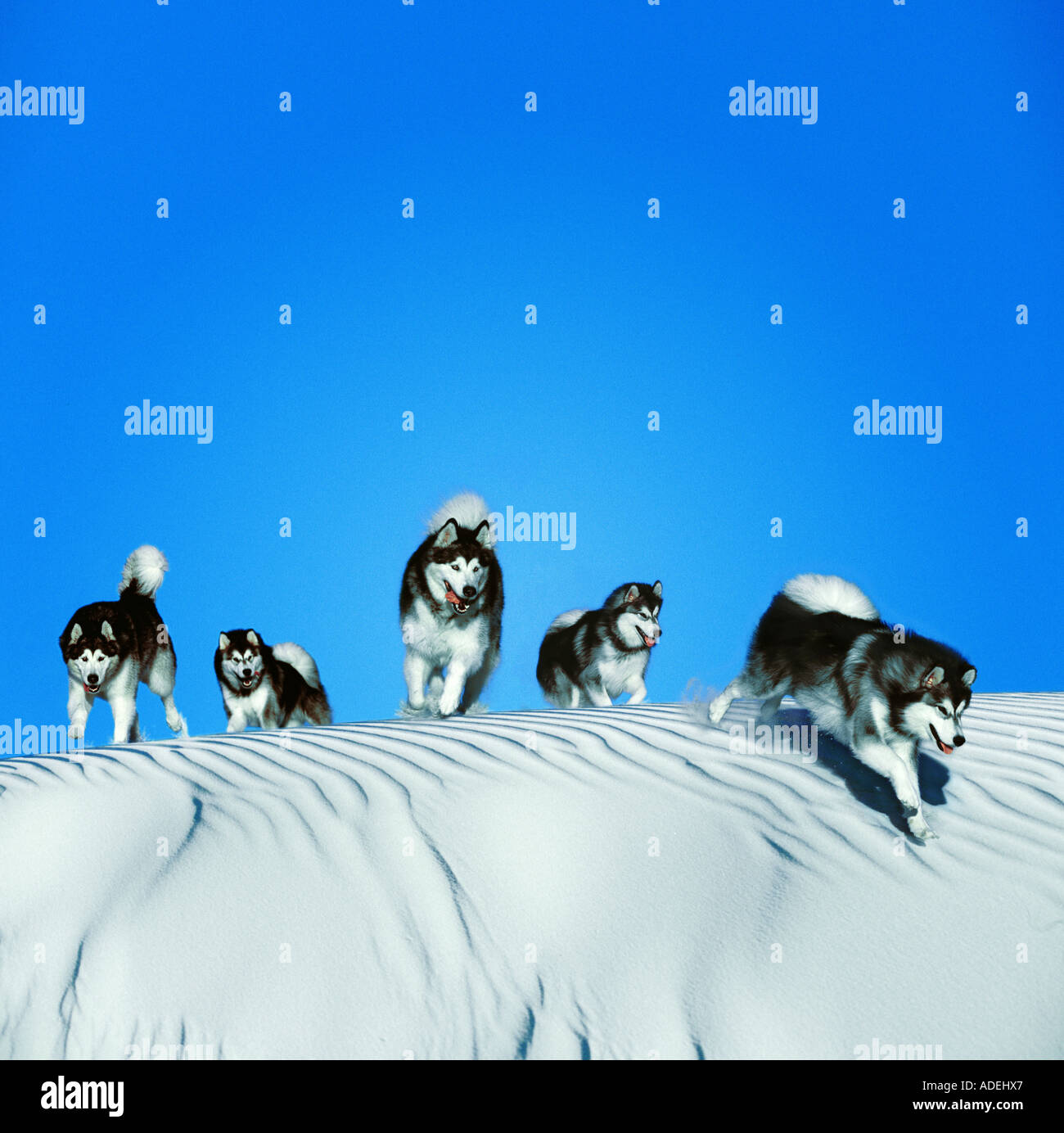 Pack de Malamute d'Alaska chiens dans la neige. Banque D'Images