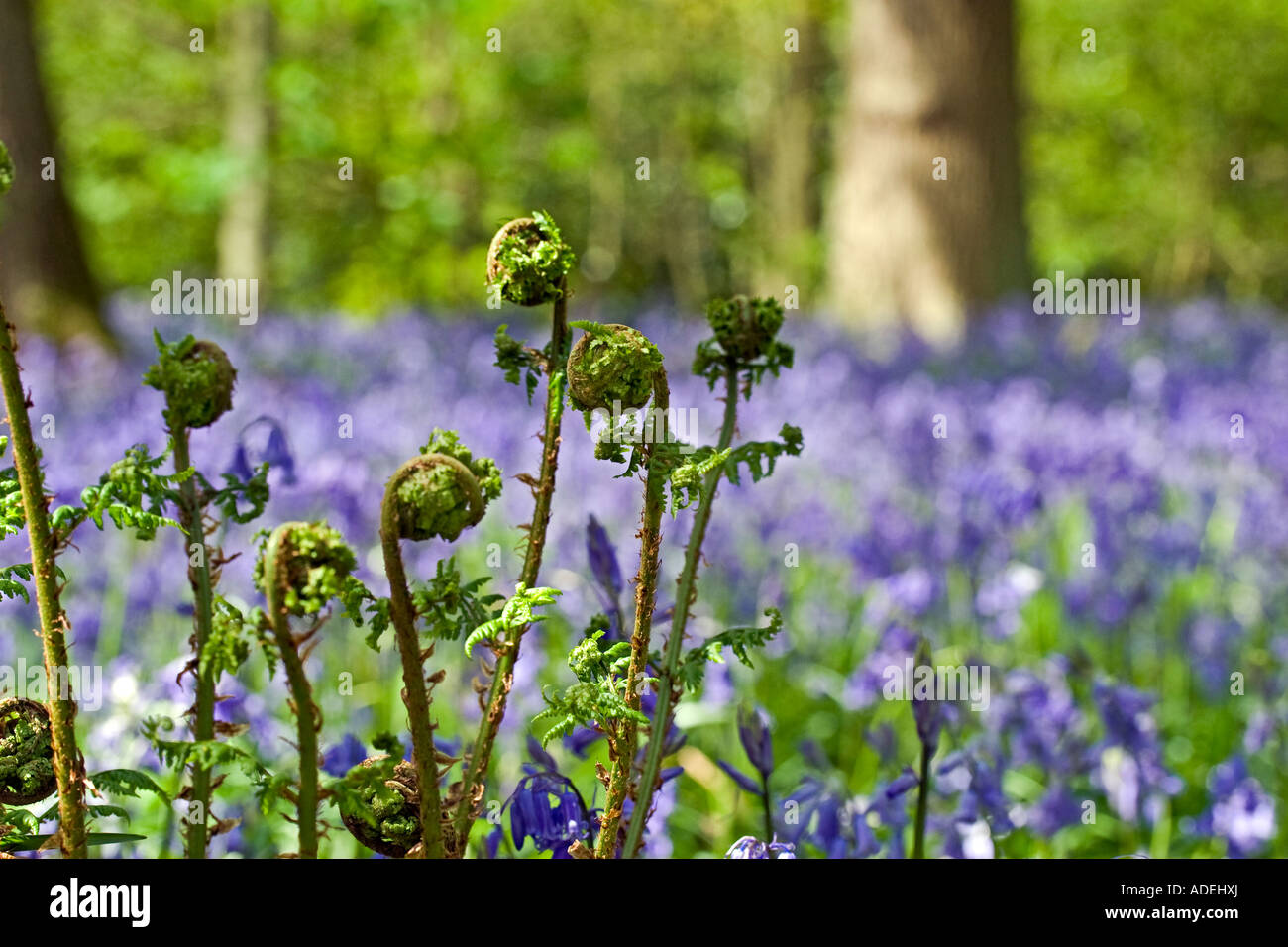 Déploiement de fougères dans un bois bluebell Banque D'Images