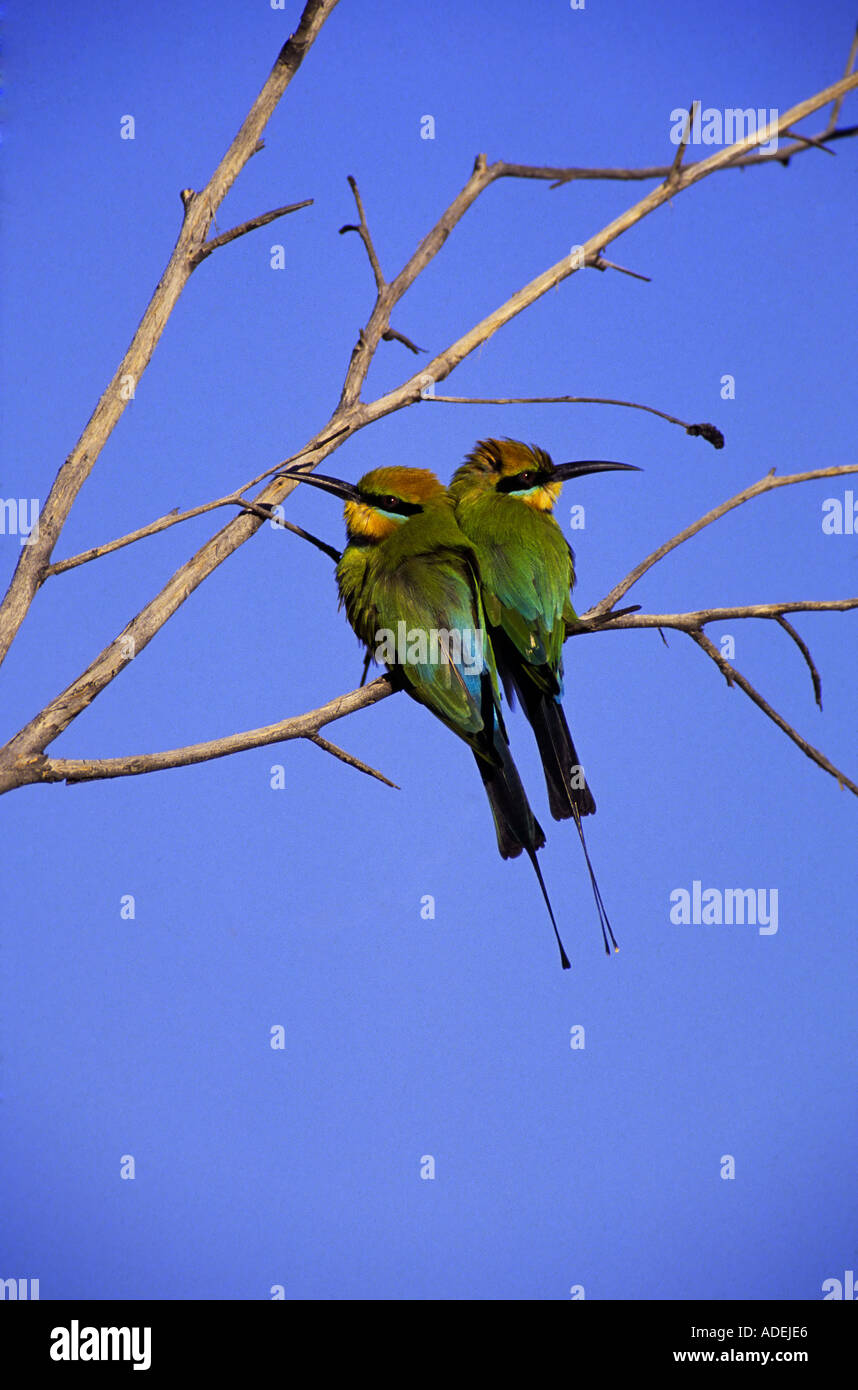 "Rainbow bee eater" en Australie Banque D'Images