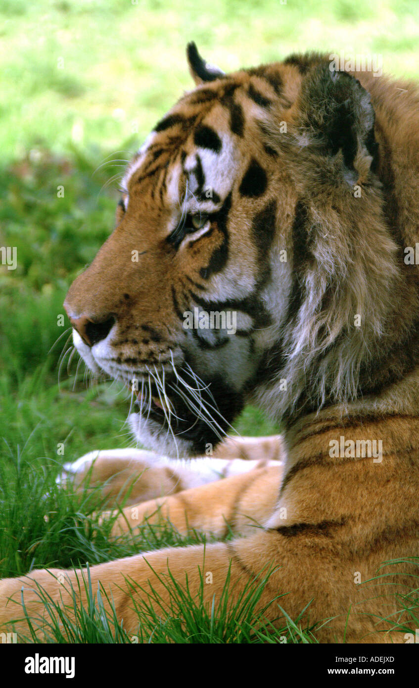 La faune. Les mammifères. Tigre du Bengale Banque D'Images