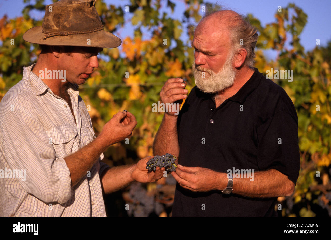 Test de maturité Vin de raisins de Mitchelton Winery Goulburn Valley Victoria Australie l'horizontale Banque D'Images