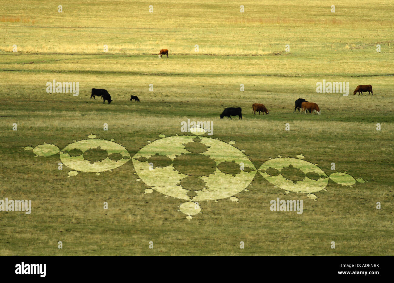 Crop Circle Banque D'Images
