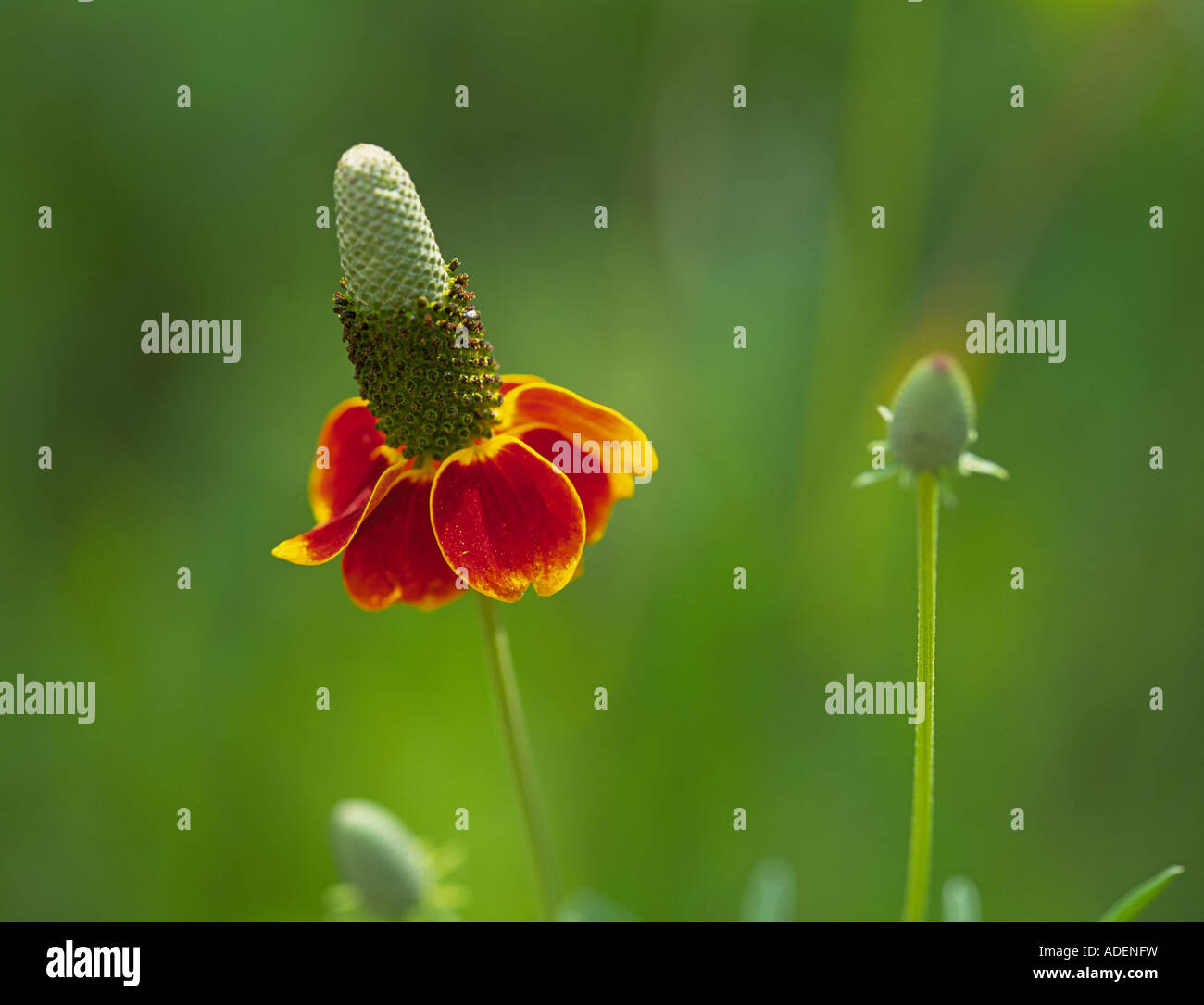 Ratibida columnifera également appelé Mexican Hat et dressées Prairie Coneflower une wildlfower Banque D'Images