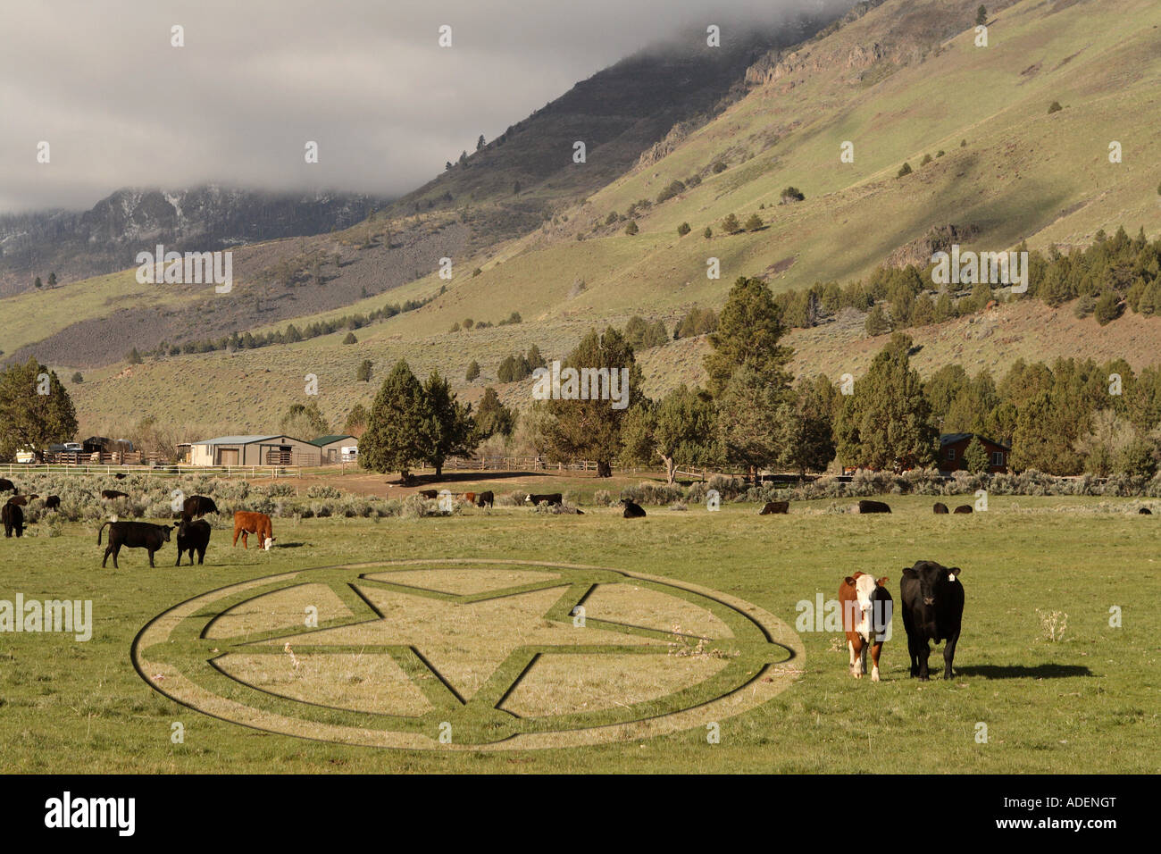 Crop Circle and cows Banque D'Images