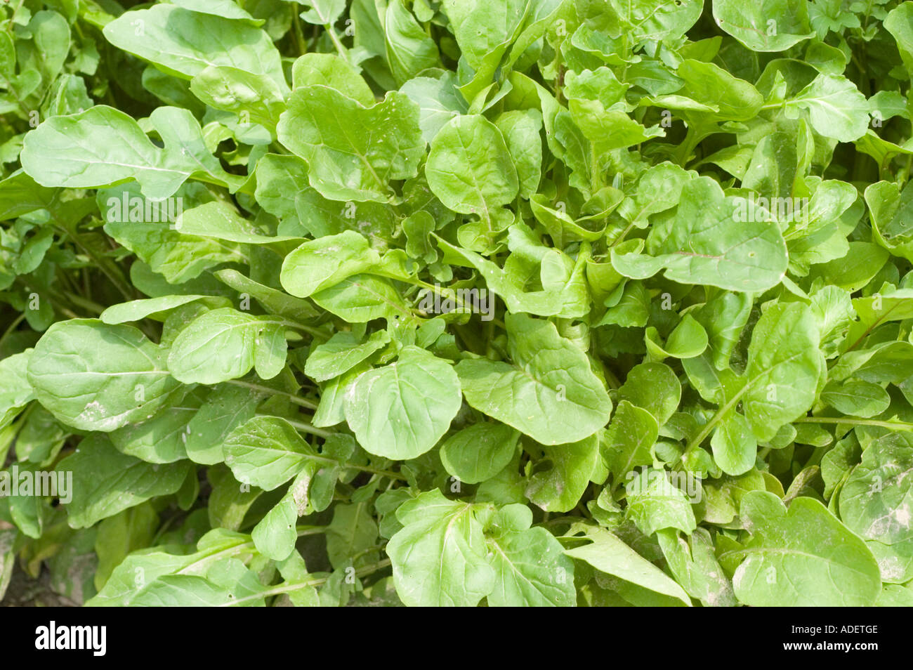 Plante médicinale rocket Eruca sativa Brassicaceae Méditerranée Moyen-Orient Banque D'Images