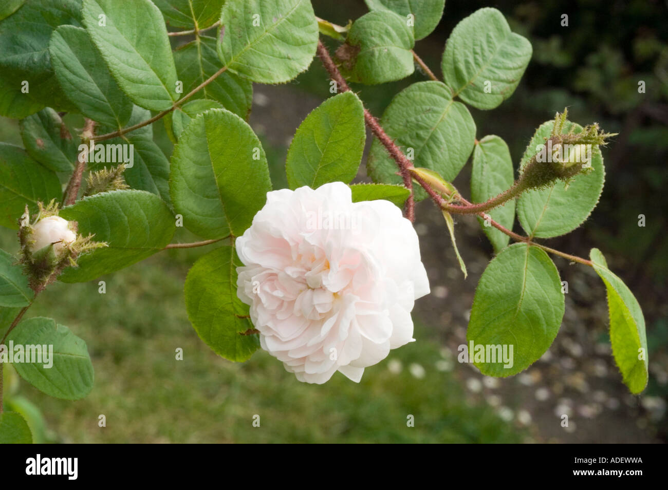Rose Rosaceae Rosa x bifera remontanty Frau Karl Druschki ou reine des neiges ou Blanc American Beauty ou reine des neiges Banque D'Images