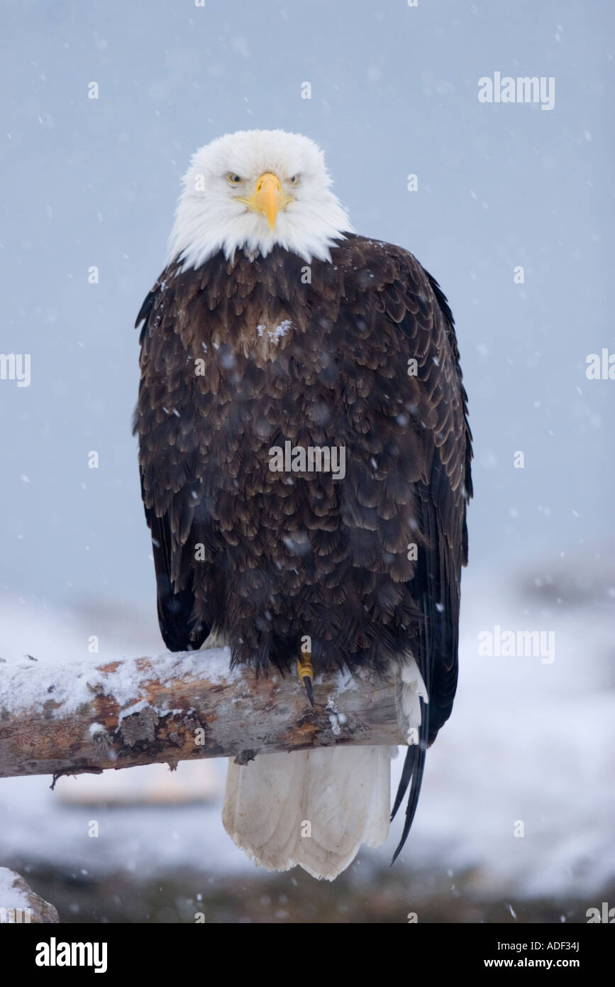 Pygargue à tête blanche Haliaeetus leucocephalus Homer ALASKA USA Février Accipitridae Adultes Banque D'Images
