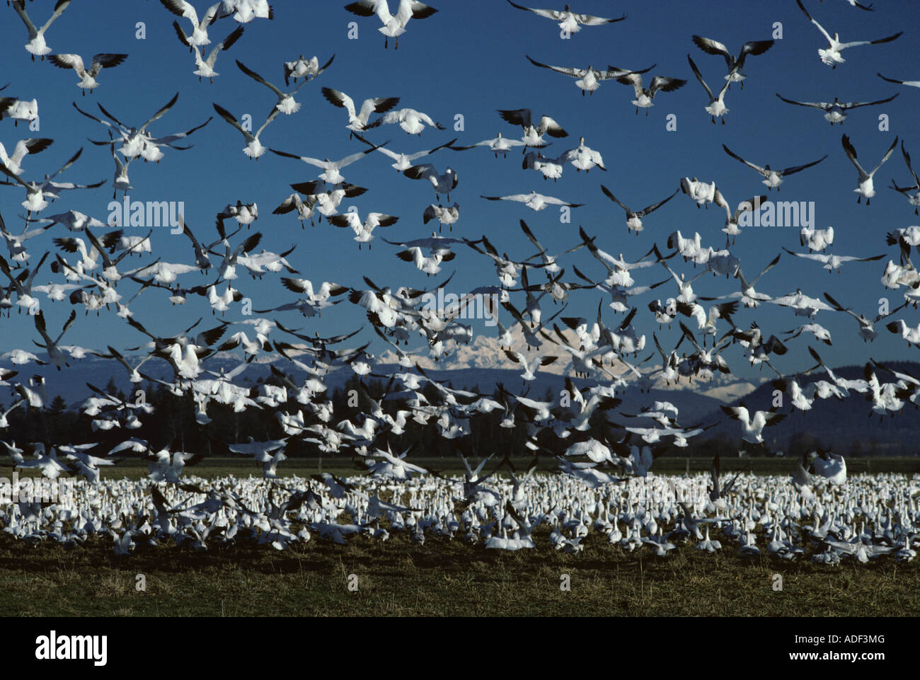 Des neiges, avec le mont Baker dans le fond près de Mount Vernon Skagit Comté l'État de Washington, USA Banque D'Images