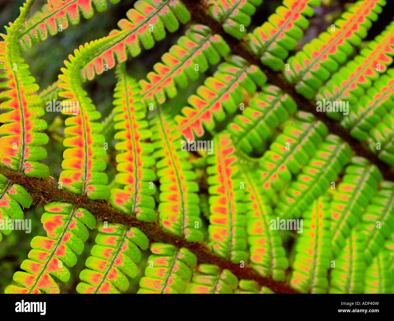 Close up of fern Banque D'Images