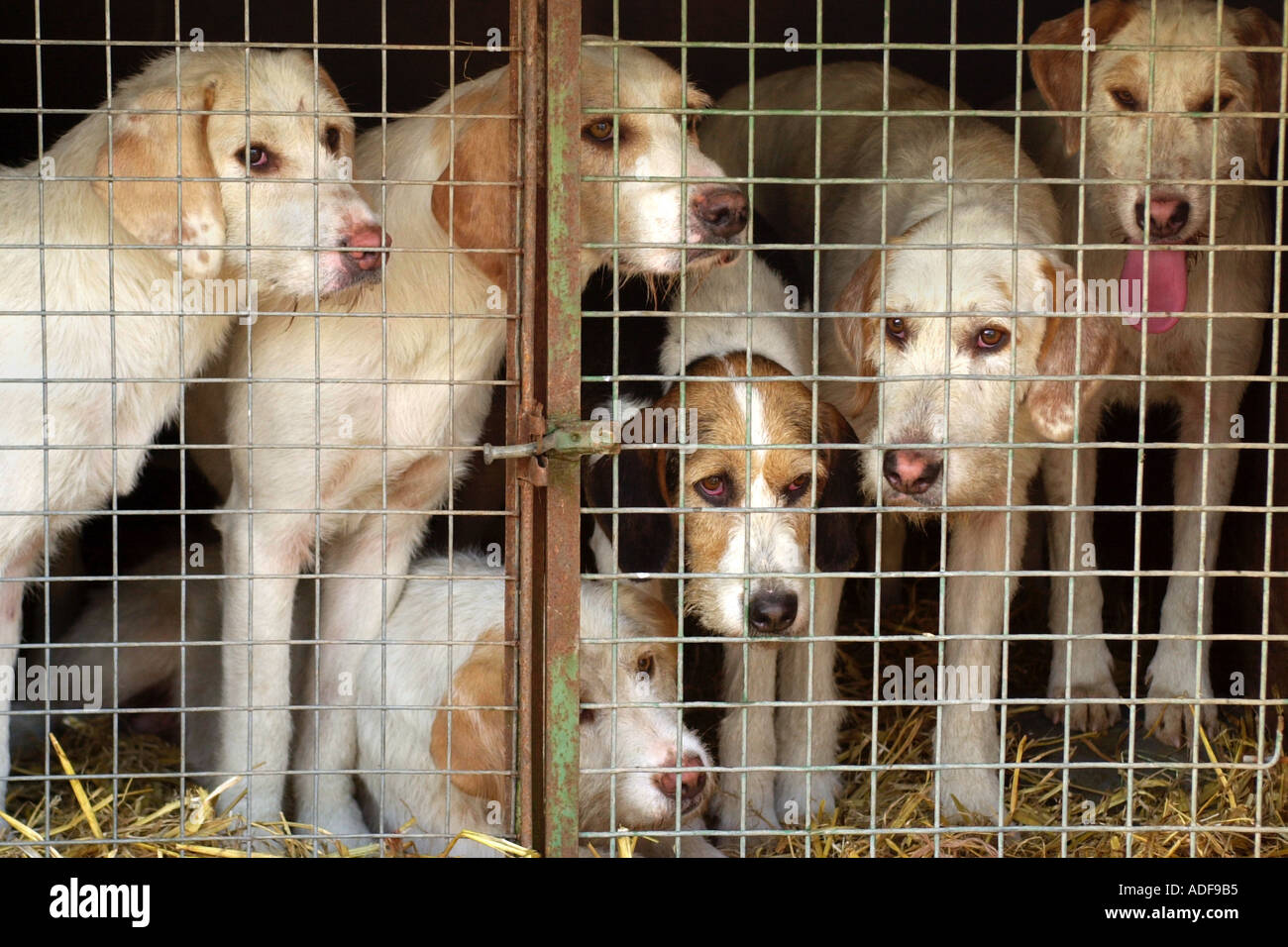 Fox hounds en transit en cage pour chasser Builth Wells Powys Pays de Galles UK Banque D'Images