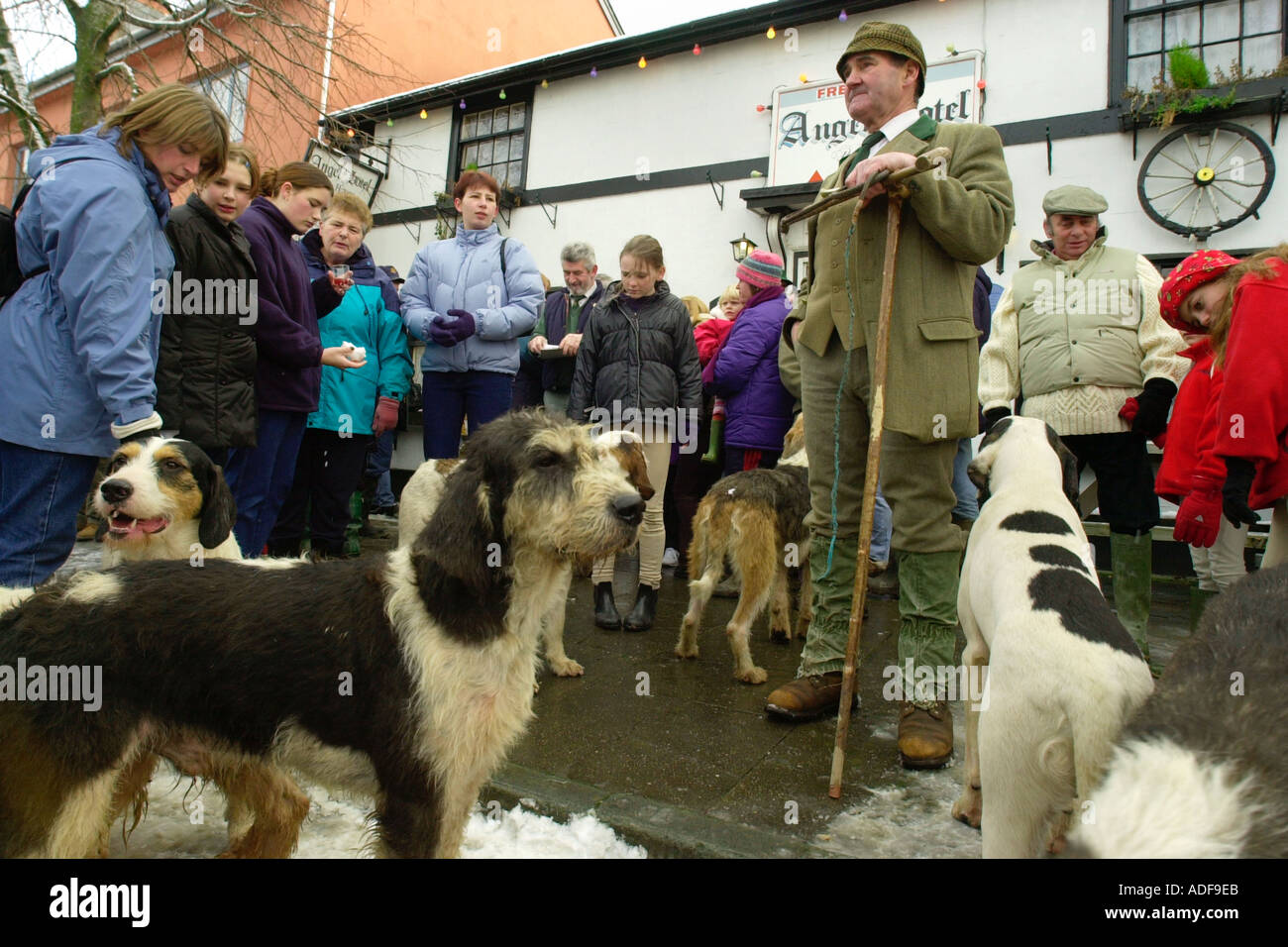 David Davies Hunt pack de fox hounds se rassemblent pour le Boxing Day annuel réunit en Powys Llanidloes Mid Wales UK Banque D'Images