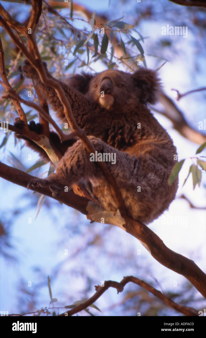 Le Koala dans l'arbre Gunnedah Australie Nouvelle Galles du Sud Banque D'Images