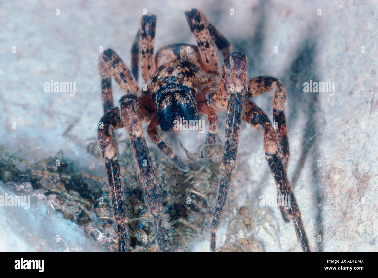 Araignée Nosferatu, Zoropsis spinimana. Femelle avec nymphes au nid Banque D'Images