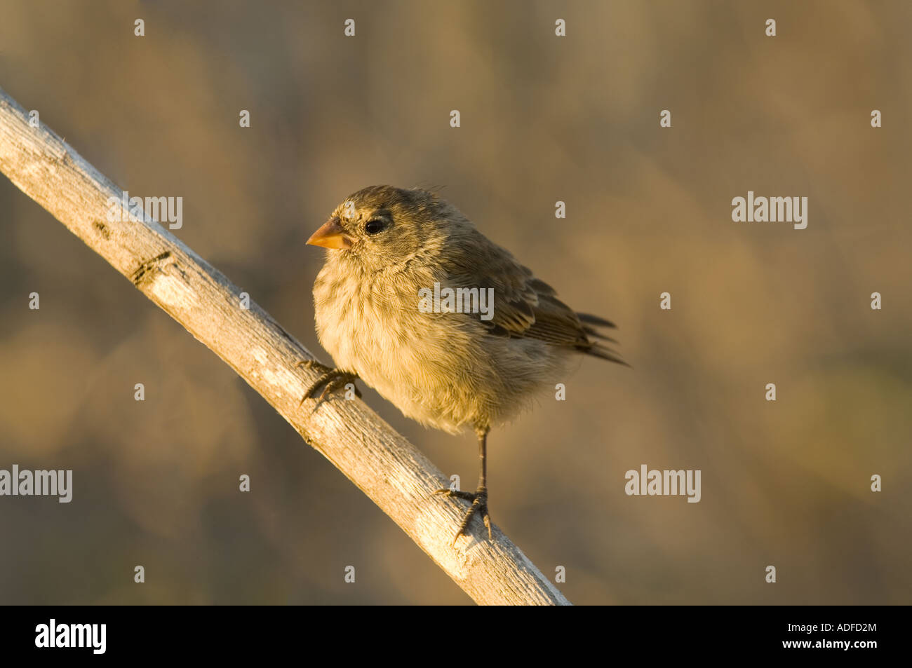 Petit-bec rez-finch (Geospiza fuliginosa) Direction générale de l'immature perché sur soir lumière Coleta Volcan Darwin Tage Isabela Banque D'Images