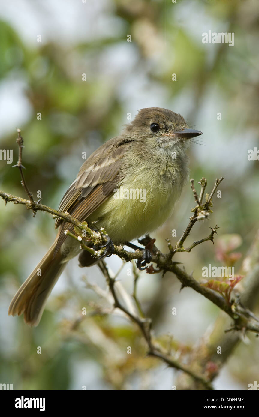 La Paruline jaune (Dendroica petechia aureola) perché sur immatures, direction générale de Los Gemelos, Santa Cruz, Galapagos Équateur Amérique du Sud Banque D'Images