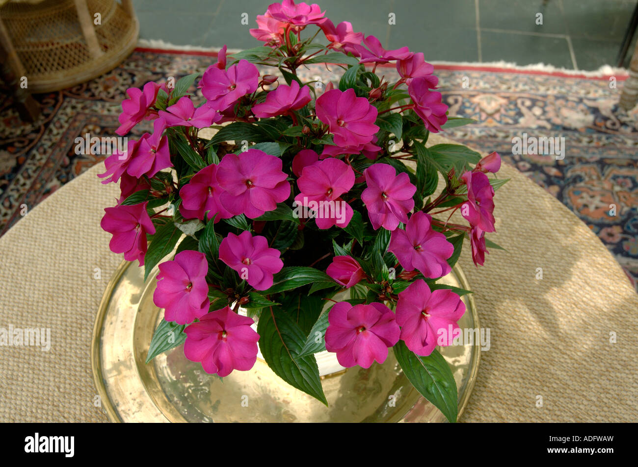De couleur violet Impatiens Nouvelle Guinée pot hybride plante en pleine floraison Banque D'Images