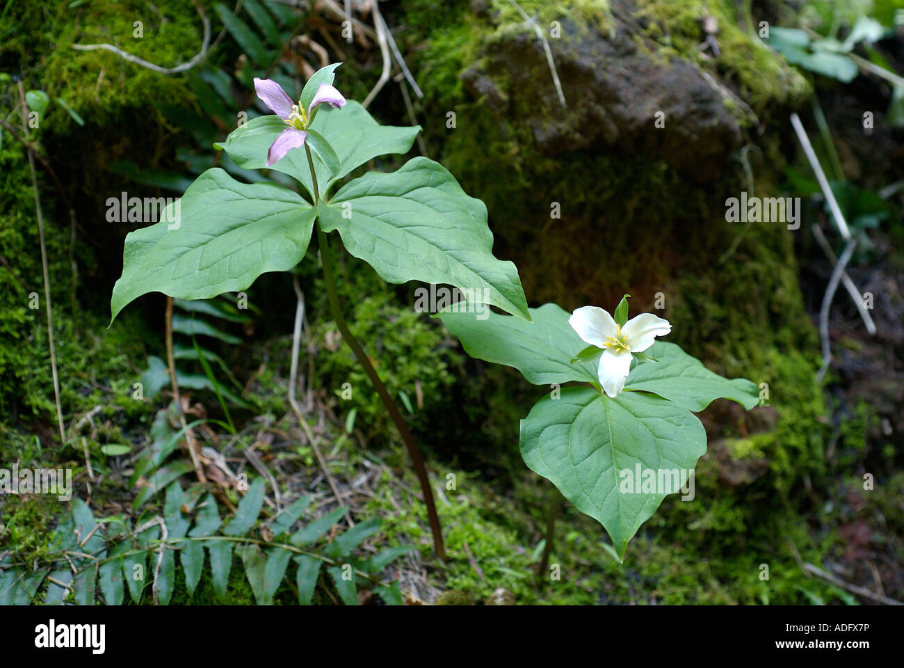 Western Trillium ovatum en fleurs Printemps 2007 Banque D'Images