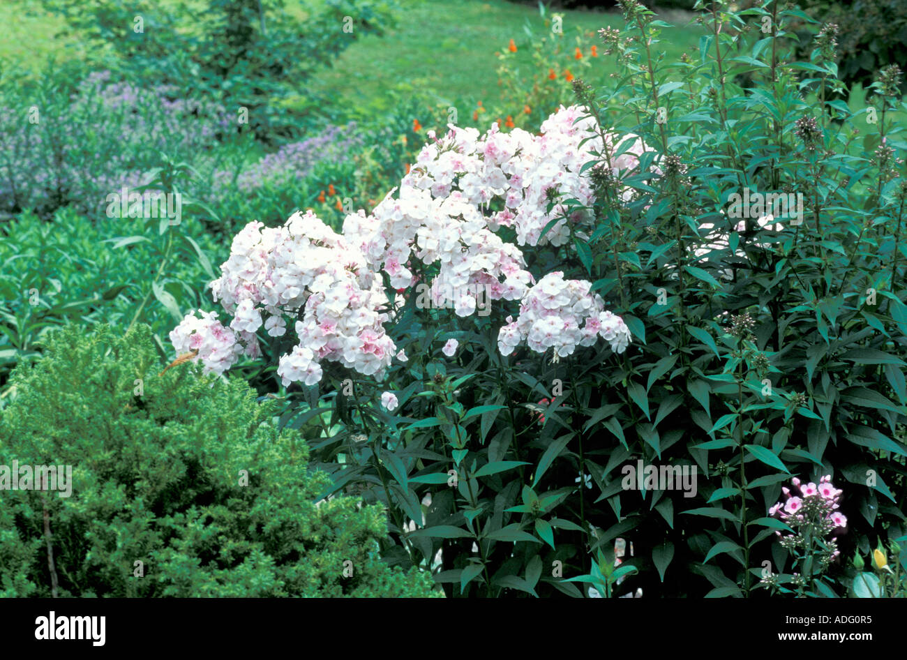 Phlox Paniculata Mother of Pearl Italie Banque D'Images