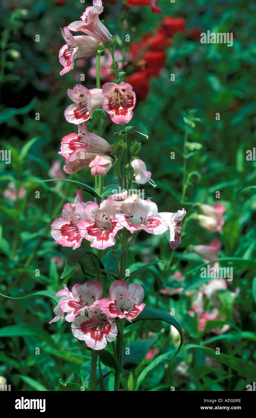 Penstemon Mother of Pearl Italie Banque D'Images