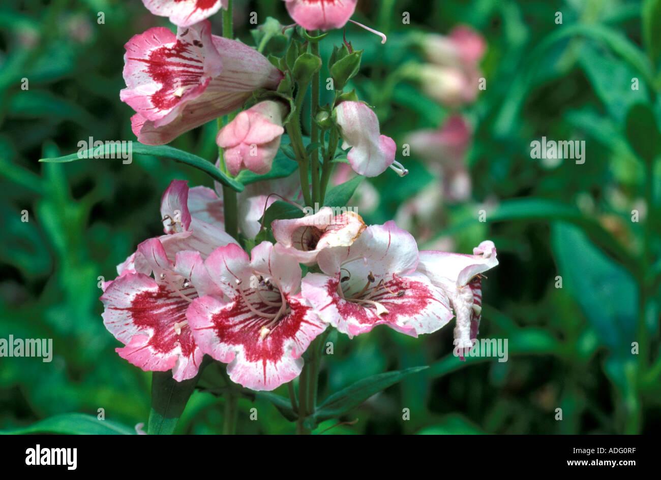 Penstemon Mother of Pearl Italie Banque D'Images